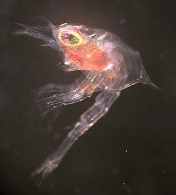 zoea stage larva