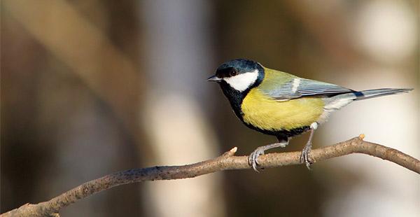 birdwaching