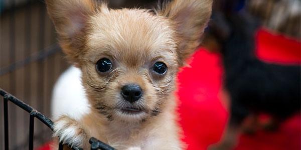 cães abandonados