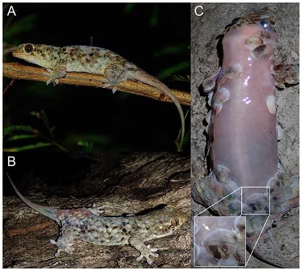geckolepis megalepis troca de pele