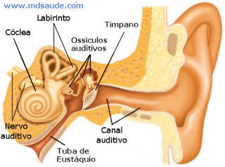 ouvido interno 2