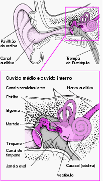 ouvido interno