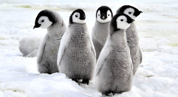 pinguins 2