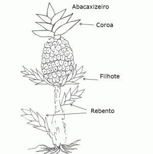planta abacaxi 2