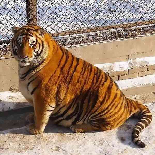 tigre obeso 2