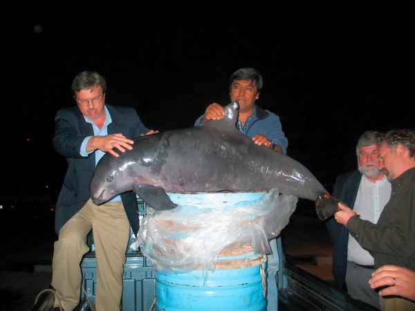 vaquita pesca