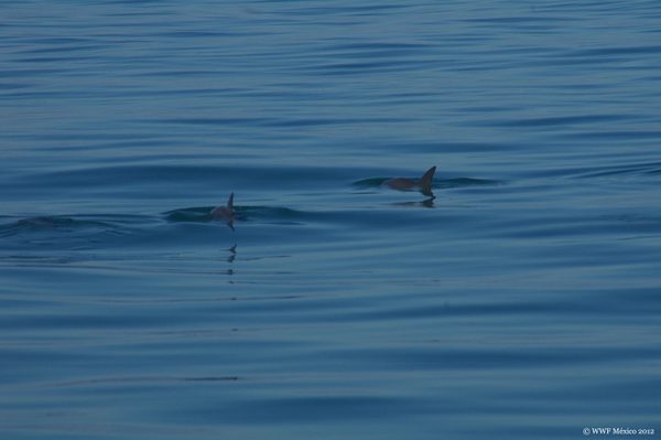 vaquita wwf