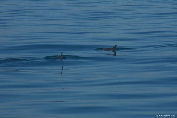 vaquita wwf