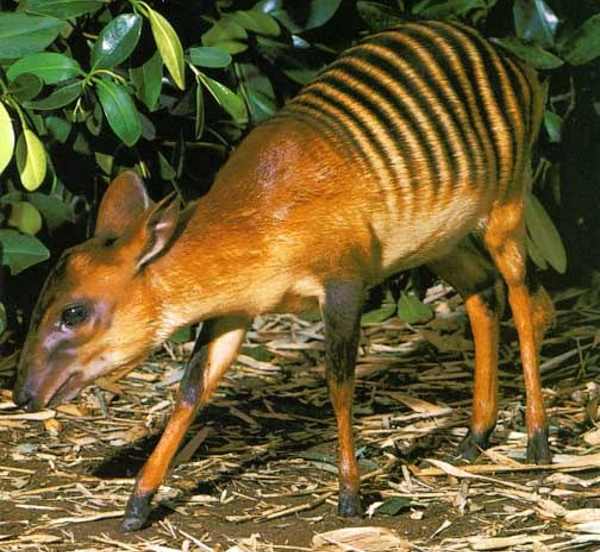 cabrito zebra