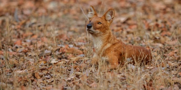 cão selvagem asiático