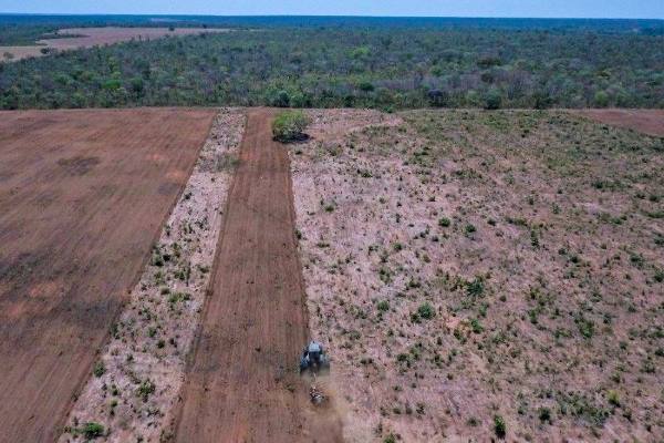 deforestaçao 2