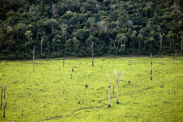 desmatamento amazonia 2