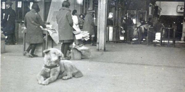 hachiko foto