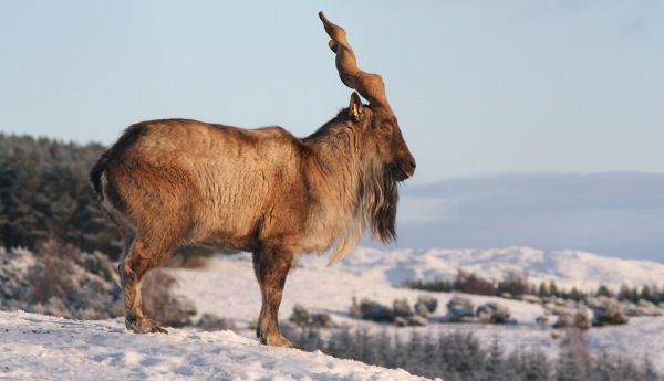 markhor