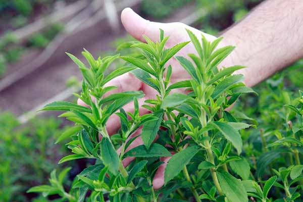 stevia planta