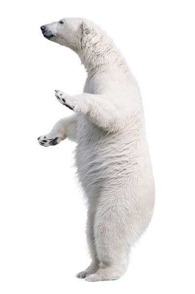 urso polar em pe
