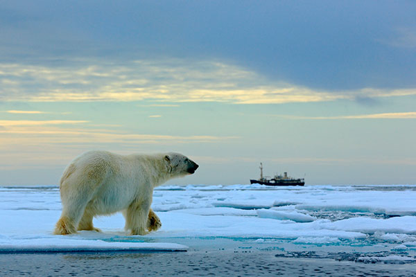 urso polar extincao