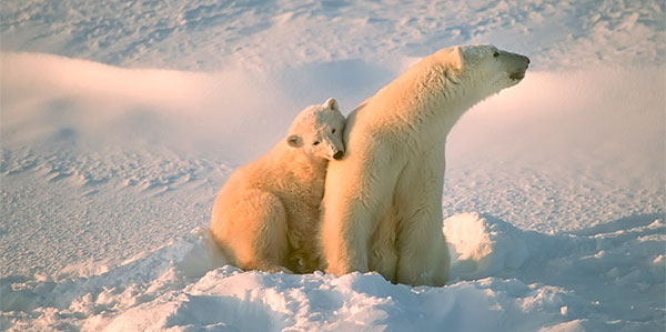 urso polar mae