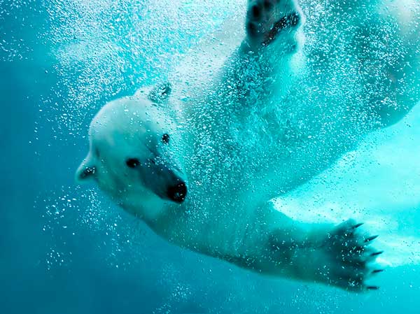 urso polar nadando