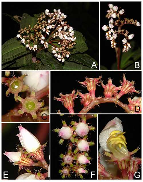 bertolonia macrocalyx