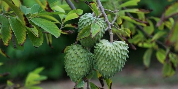 como plantar atemoia