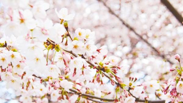 hanami 8