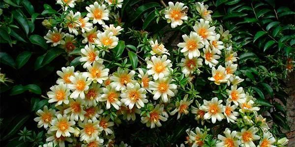 Pereskia Aculeata é A Famosa Ora Pro Nobis Ou Carne De Pobre Pereskia Aculeata é A Famosa Ora Pro Nobis Ou Carne De Pobre