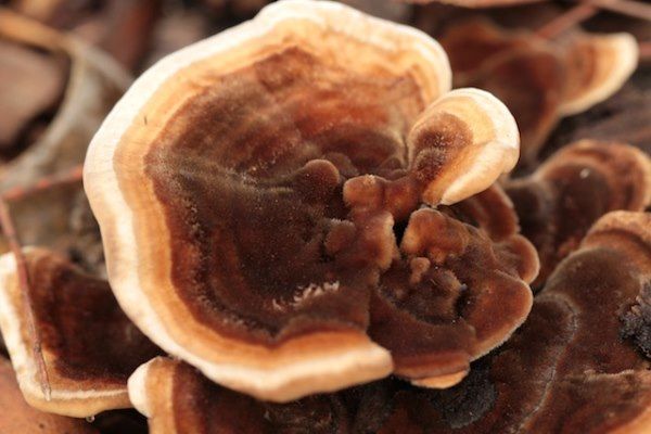 trametes