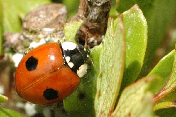 adalia bipunctata