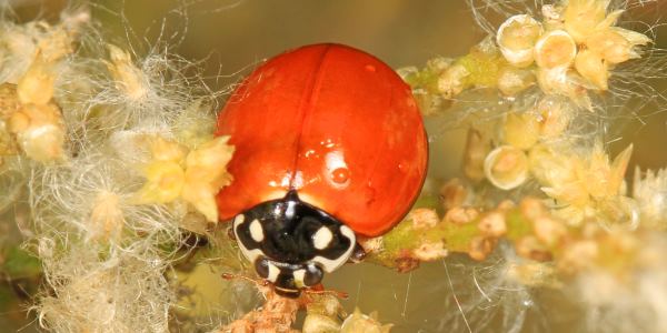 cycloneda sanguinea