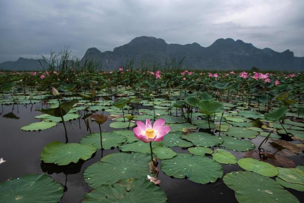 flor lotus thai 1