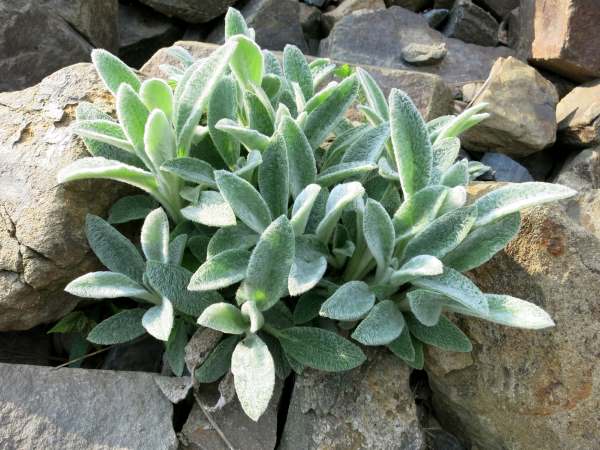 lambs ear