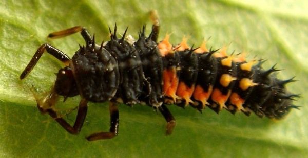 larva septipunctata