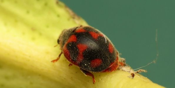 rodolia cardinalis