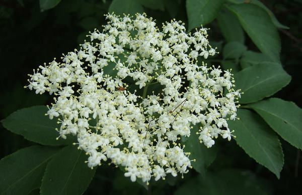 sambucus 1