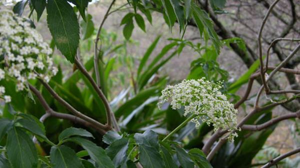 sambucus 2