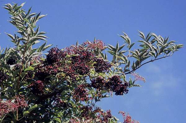 sambucus peruana 2