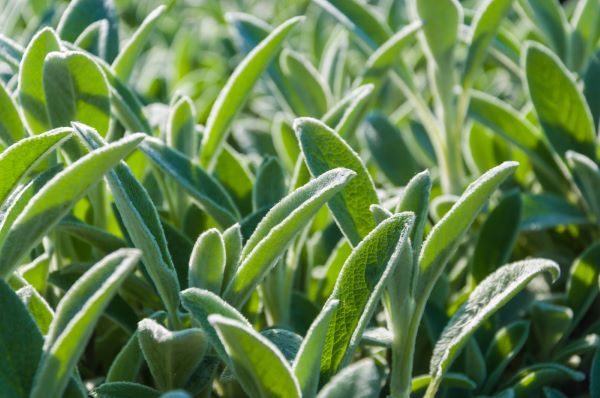 woolly stachys