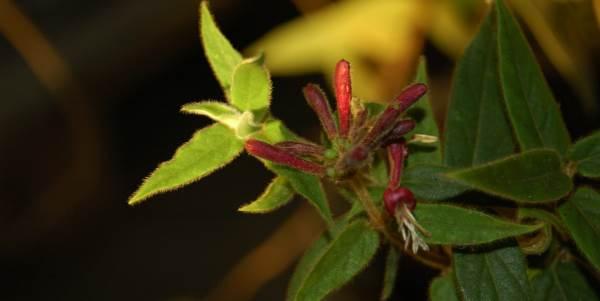 lonicera
