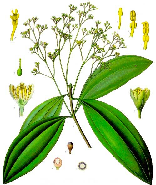 cinnamomum aromaticum