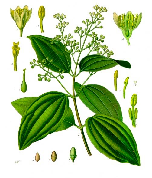 cinnamomum verum