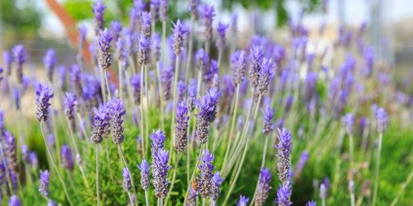 como cultivar lavanda