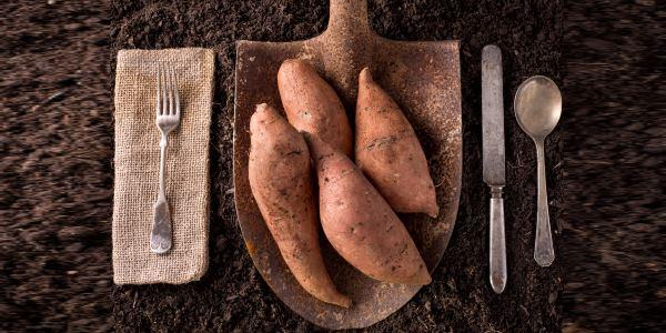 cultivar batata doce em casa