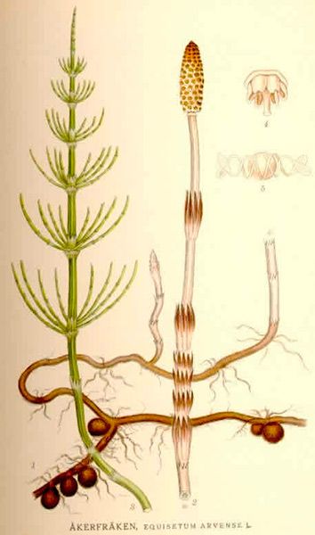 equisetum arvense