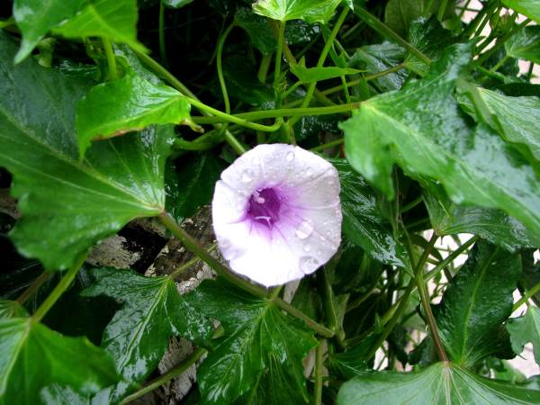 folhagem flor batata doce