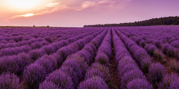 lavanda