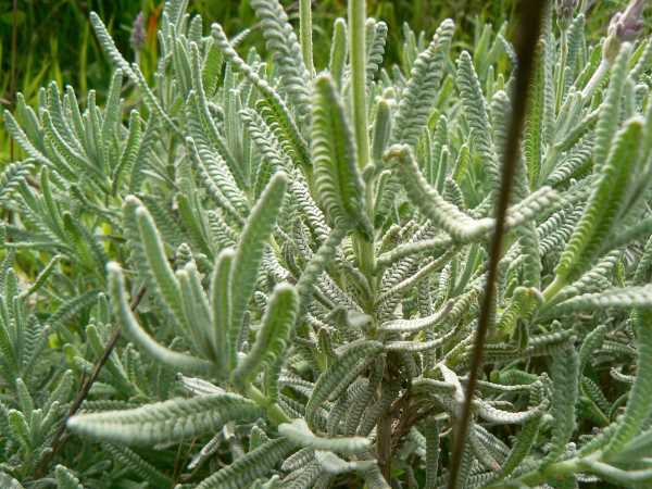 lavandula dentulata