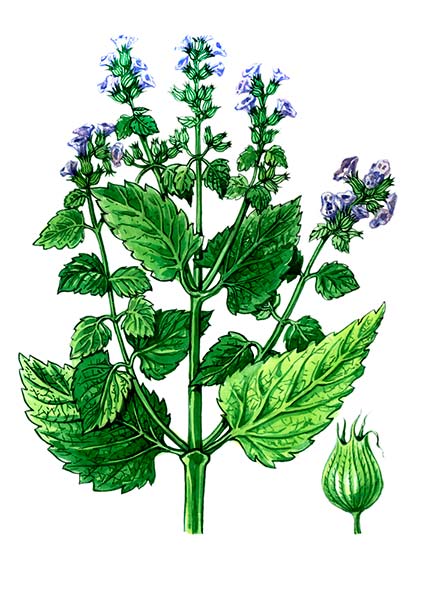 melissa officinalis