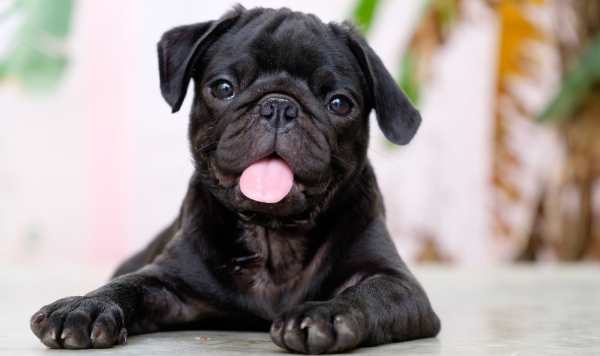 pug 2