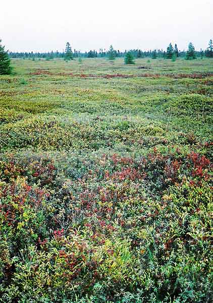 sphagnum campo